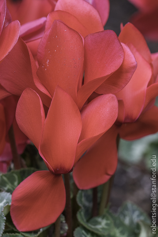 palo alto flora